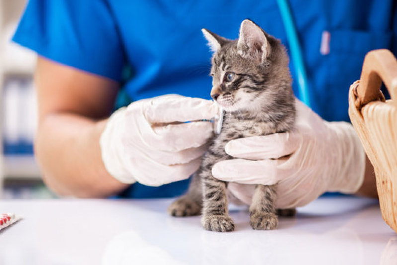 Clínica Pet para Gatos Agendar Santa Cruz - Clínica Pet para Animais