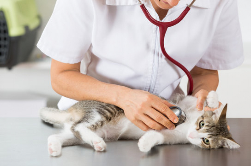 Clínica Pet para Gatos Vila Buarque - Clínica Pet para Castração