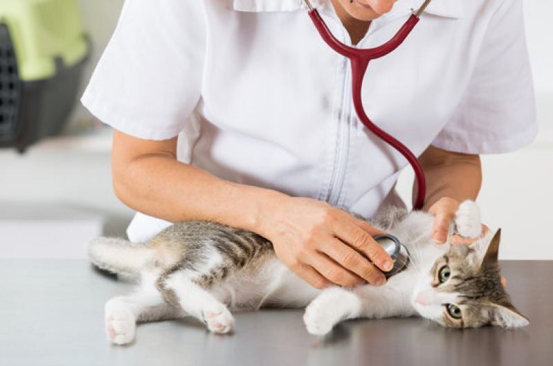 Clínica Pet para Gatos Vila dos Ferroviários - Clínica Pet para Cachorro