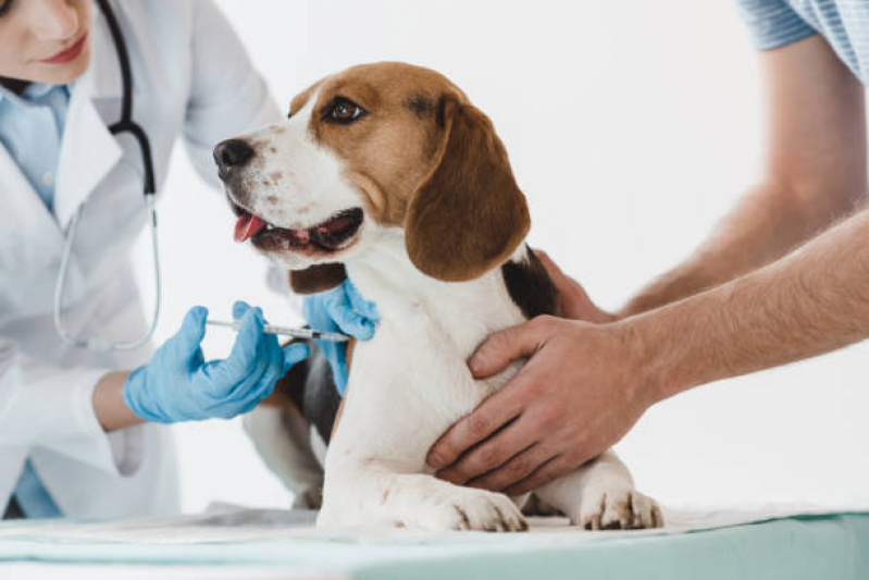 Clínica Que Faz Vacina Cachorro Vila Cavaton - Vacina Polivalente Cachorro