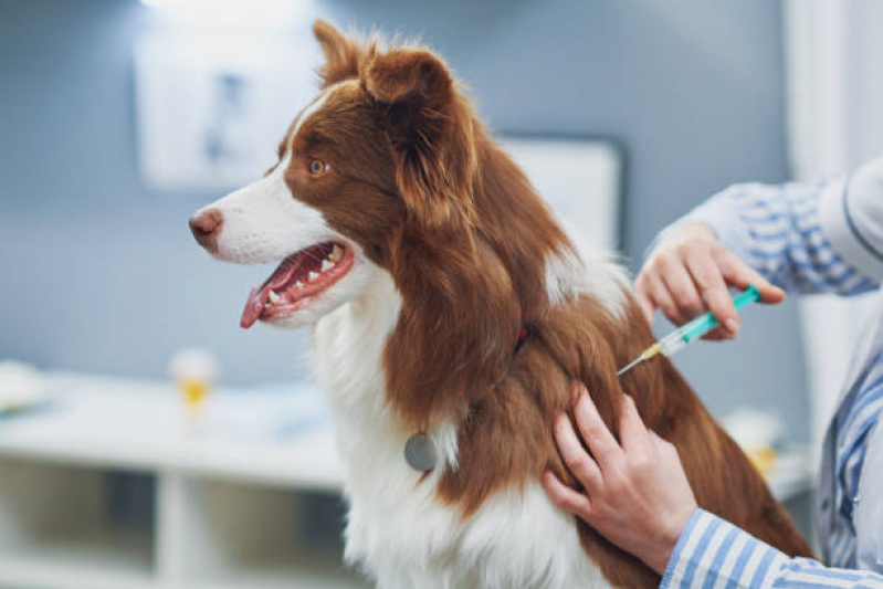 Clínica Que Faz Vacina contra Raiva para Cachorros Freguesia do Ó - Vacina para Raiva Cachorro