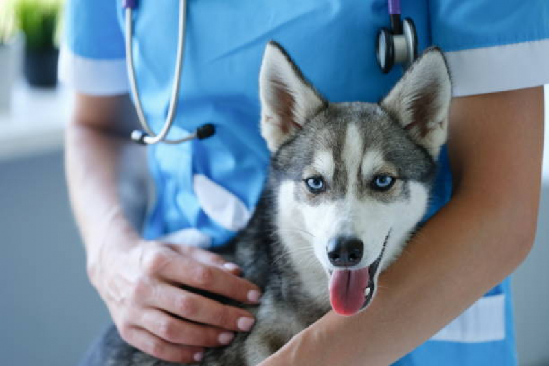 Clínica Que Faz Vacina de Cachorro Santana - Vacina Gripe Canina