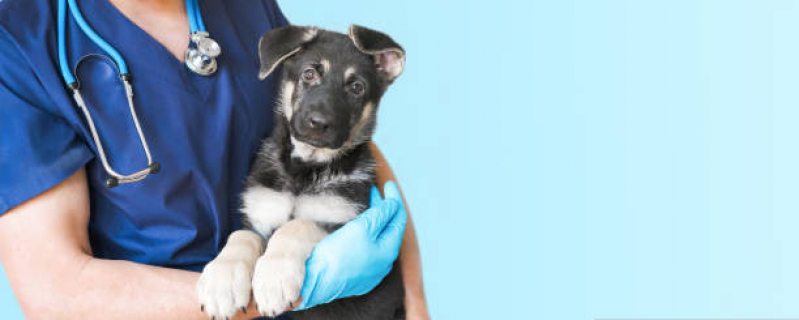 Clínica Que Faz Vacina Filhote Cachorro Casa Verde - Vacina Polivalente Cachorro