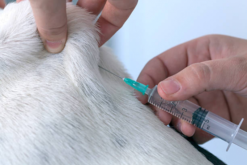 Clínica Que Faz Vacinas para Cachorros Filhotes Parque Rebouças - Vacina Antirrábica em Cachorro