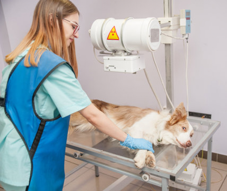 Clínica Veterinaria com Raio X Telefone Jardim Paulista - Clínica Exames Veterinários