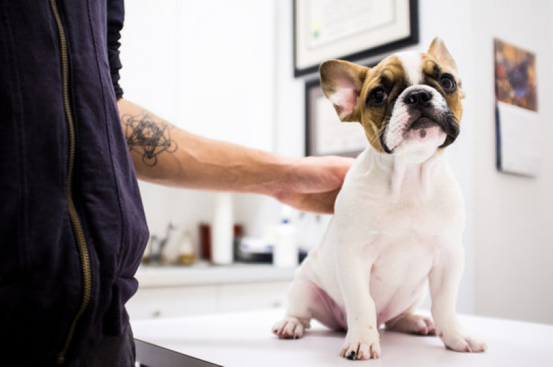 Clínica Veterinária Dermatologia Perdizes - Clínica Pet para Cachorro