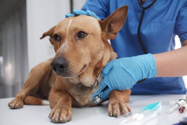 Clínica Veterinaria Exame de Sangue Endereço Água Branca - Clínica Veterinaria Próximo de Mim