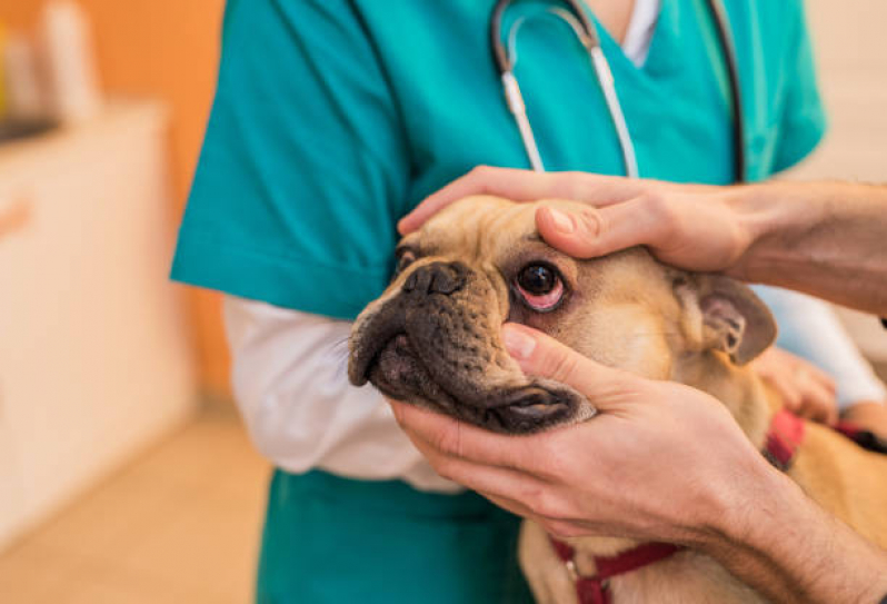 Clínica Veterinária Oftalmologia Agendar Pompeia - Clínica Pet para Cachorro