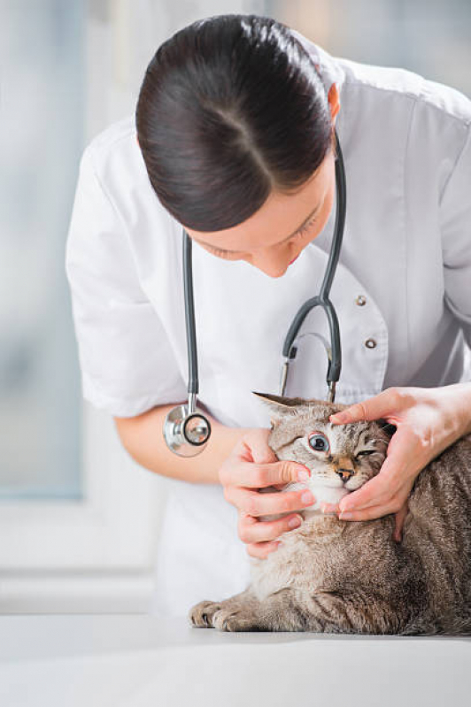 Clínica Veterinária Oftalmologia Vila Cavaton - Clínica Pet para Cachorro
