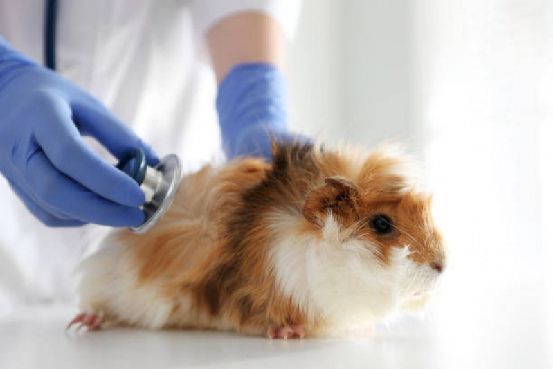 Clínica Veterinária para Animais Exóticos Endereço Bairro do Limão - Veterinario para Animais Exóticos