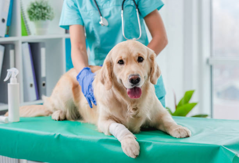 Clínica Veterinaria Próximo a Mim Barra Funda - Clínica Exames Veterinários