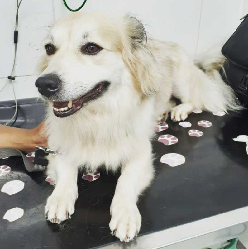 Clínica Veterinária Sítio Morro Grande - Clínica Veterinária de Cães e Gatos