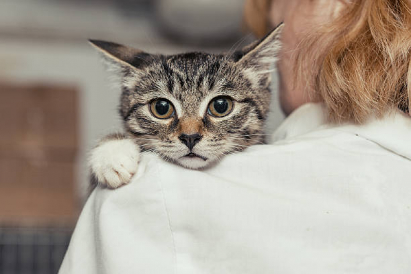 Consulta com Veterinaria de Felinos Freguesia do Ó - Veterinário Ortopedista para Gatos