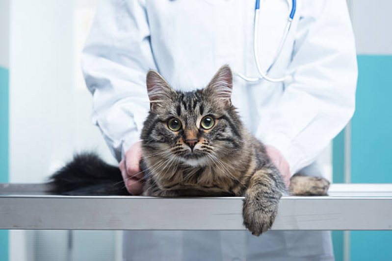 Consulta com Veterinário de Gato Bom Retiro - Veterinário Ortopedista para Gatos