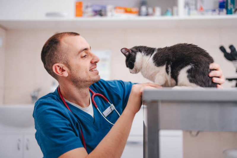 Consulta com Veterinário Ortopedista para Gatos Higienópolis - Veterinário para Gato 24 Horas