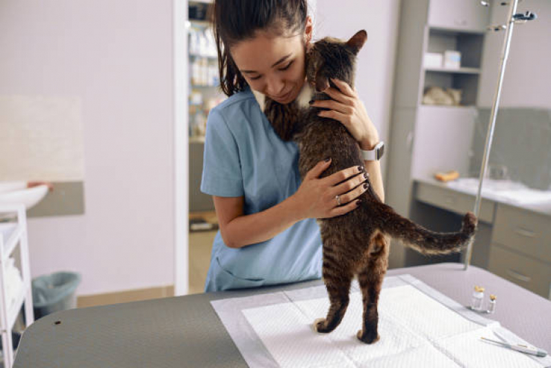 Consulta com Veterinário para Castrar Gato Bom Retiro - Veterinários Especialistas em Gatos