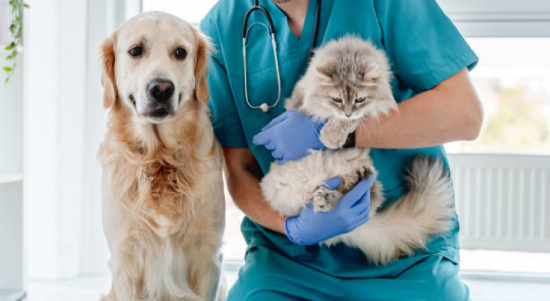 Consulta com Veterinários Especialistas em Gatos Água Branca - Veterinário de Gato