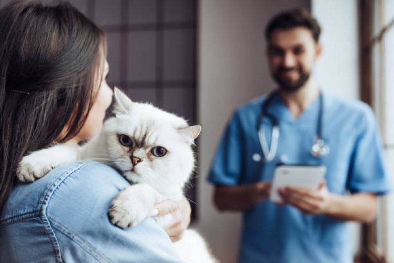 Consulta de Clínica Veterinaria Especializada em Gatos Perdizes - Clínica Veterinaria Popular