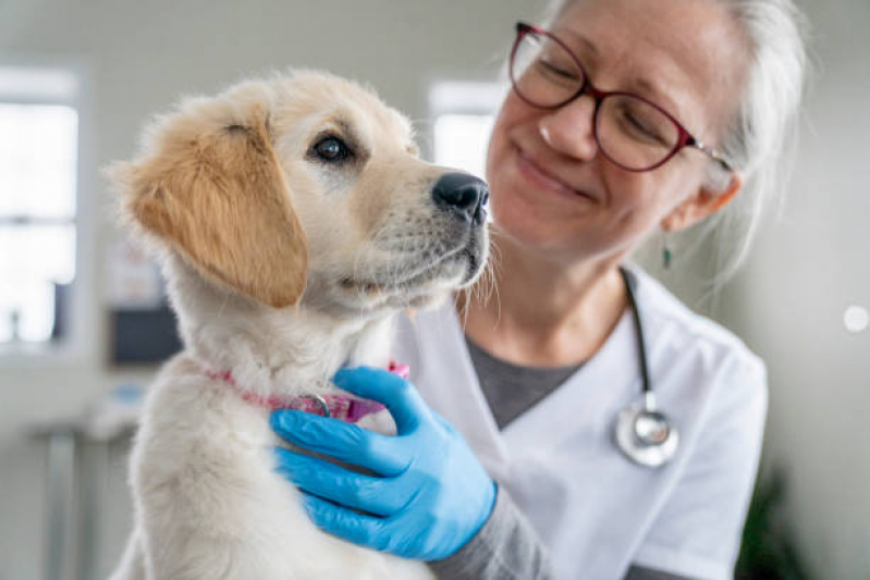 Consulta de Clínica Veterinaria Exame de Sangue Sumarezinho - Clínica Veterinaria com Raio X