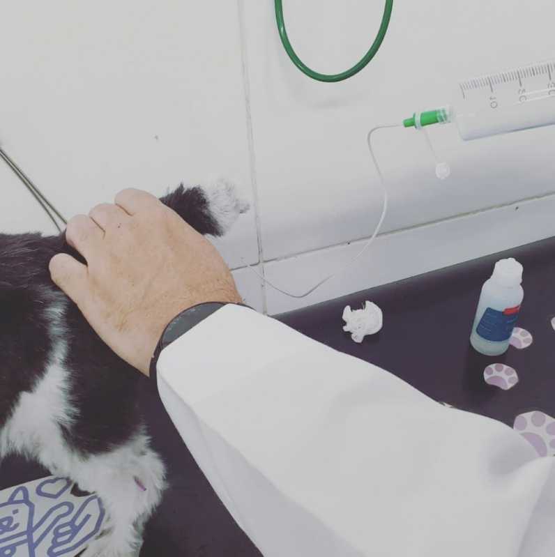 Consulta de Gatos Preço Aclimação - Consulta Veterinária para Gatos