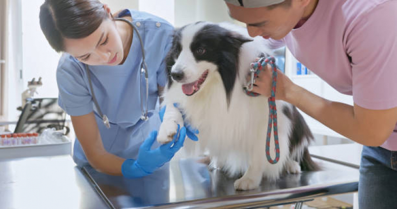 Consulta de Ortopedia para Animais Itaberaba - Odontologia Veterinária
