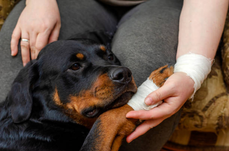 Consulta de Ortopedia Pet Freguesia do Ó - Especialidades em Medicina Veterinária