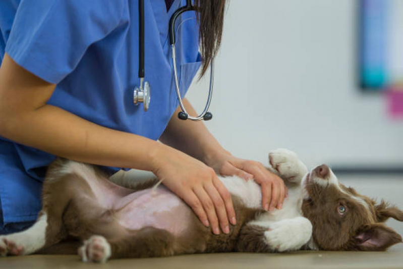 Consulta de Veterinaria Especialista em Pele de Cachorro Ibirapuera - Veterinário para Cachorro