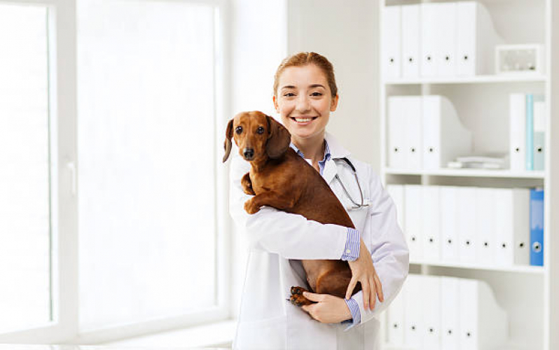 Consulta de Veterinário Especialista em Cachorro Consolação - Veterinário Cães