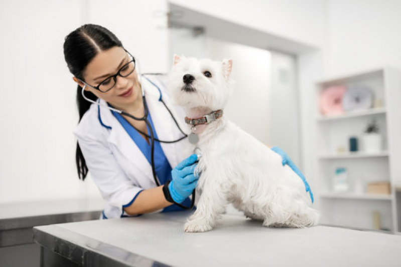 Consulta de Veterinário Gastroenterologista Santa Cruz - Ortopedia para Animais