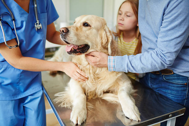 Consulta de Veterinário para Cachorro Pirituba - Veterinaria Pró Cão