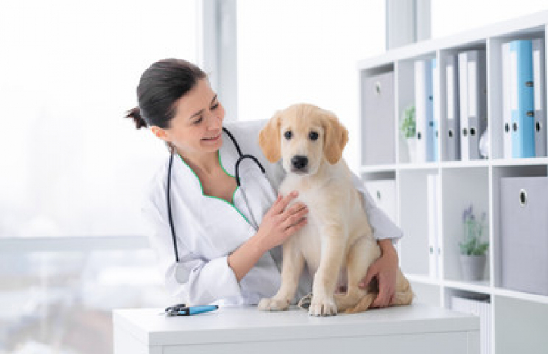 Consulta em Clínica Pet Consulta Vila Chalot - Clínica Veterinária Popular Próximo de Mim