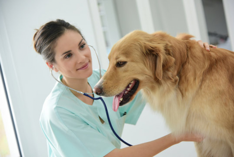 Consulta em Clínica Pet para Cachorro Campos Elíseos - Clínica Veterinária Oftalmologia