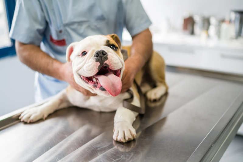 Consulta em Clínica Veterinária Dermatologia Luz - Clínica Cães e Gatos