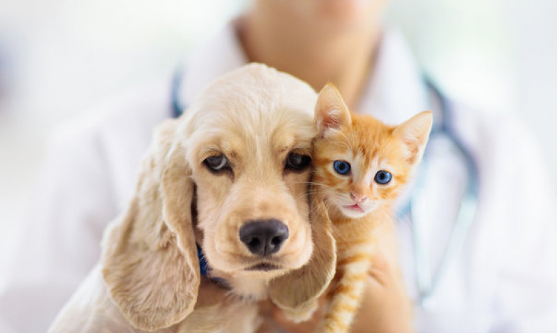 Consulta em Clínica Veterinária Popular Próximo de Mim Vila Júlio César - Clínica Pet para Animais