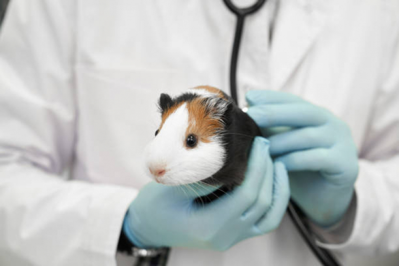 Consulta em Veterinario Animais Silvestres Centro - Clínica para Animais Exóticos