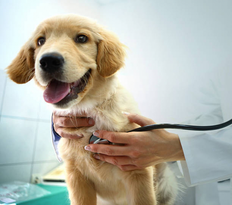 Ecocardiograma Cachorro Agendar Jaguaré - Exame de Sangue para Cachorro