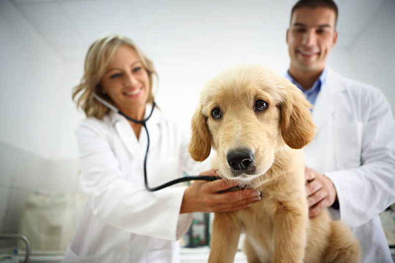 Ecocardiograma Cachorro Perdizes - Exame de Sangue Cachorro