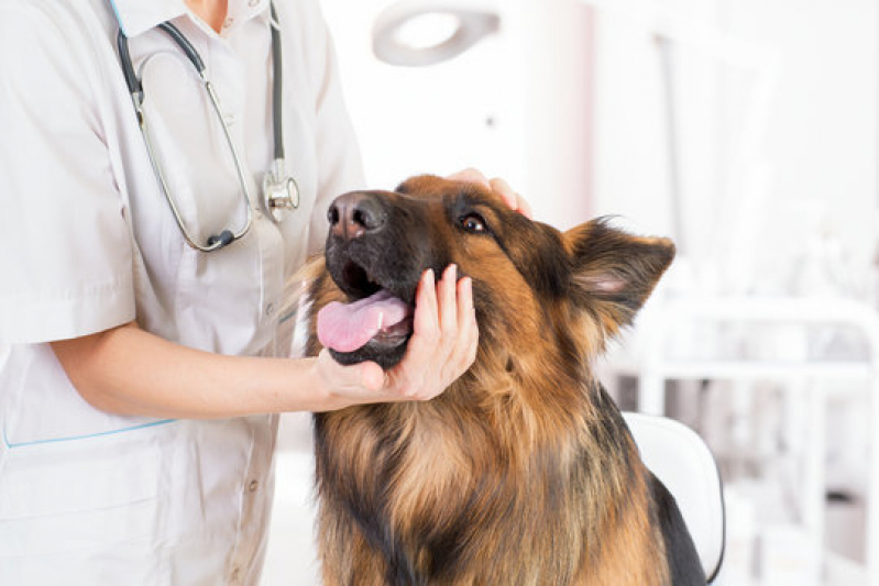 Endocrinologia para Animais Consulta Freguesia do Ó - Especialidades Medicina Veterinária