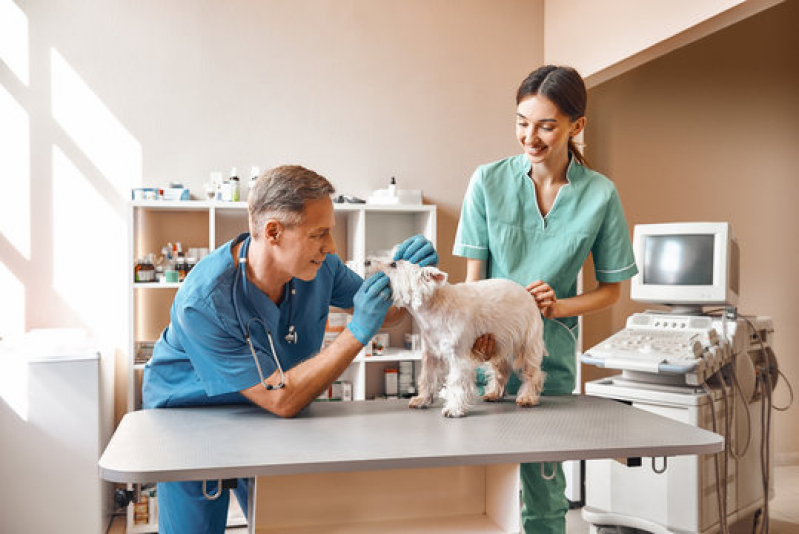 Especialidades em Medicina Veterinária Consulta Bairro do Limão - Endocrinologia para Animais