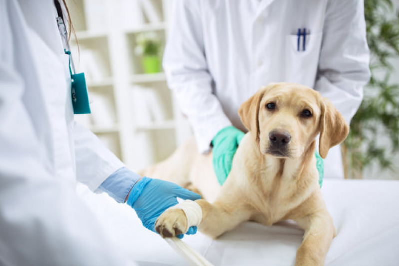 Exame de Sangue Cachorro Jaguaré - Exames Veterinarios