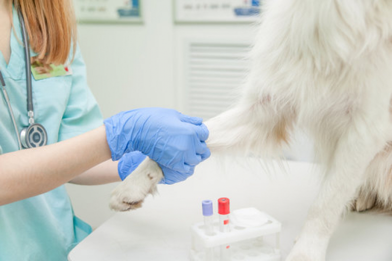 Exame de Sangue para Cachorro Agendar Consolação - Exame Vet