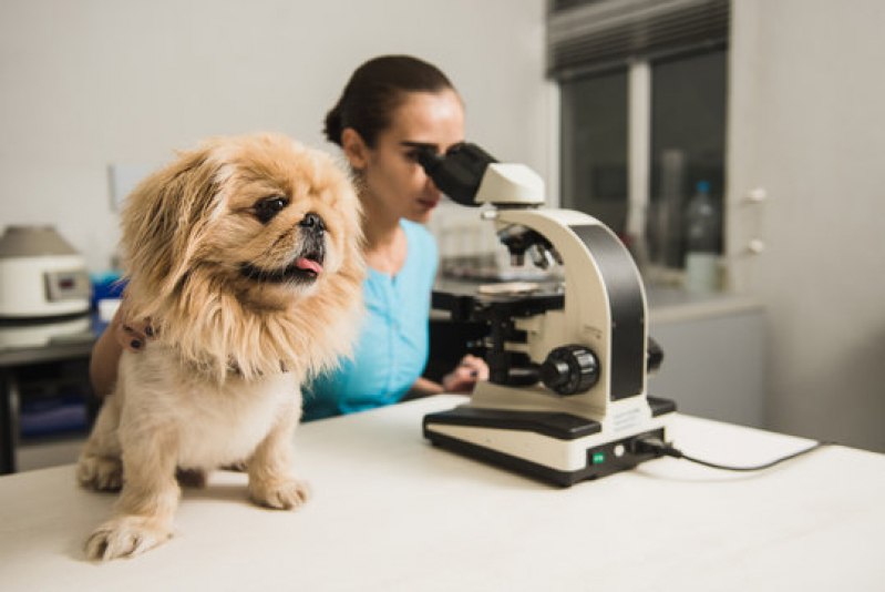 Exame de Sangue para Cachorro Lapa - Exames Veterinarios