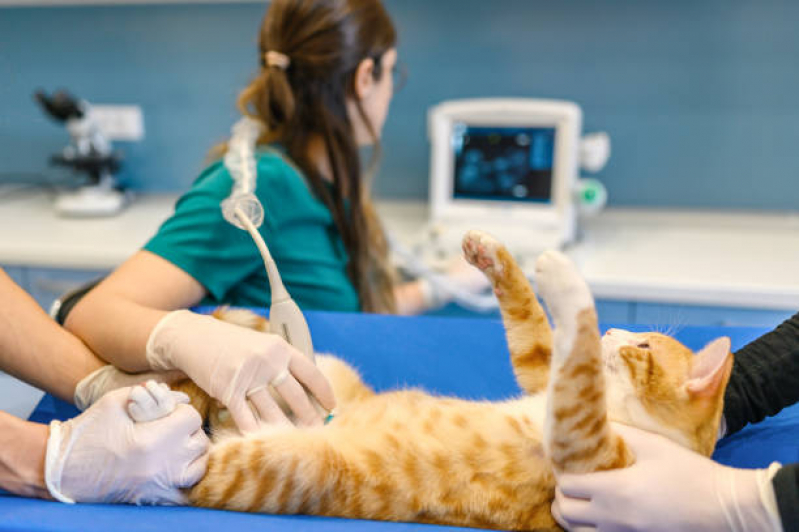 Exame para Pet Bom Retiro - Exames Laboratoriais Veterinários