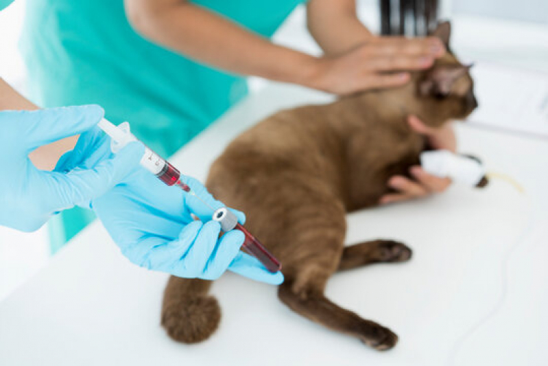 Exames em Gatos Agendar Centro - Ultrassom Abdominal Cachorro