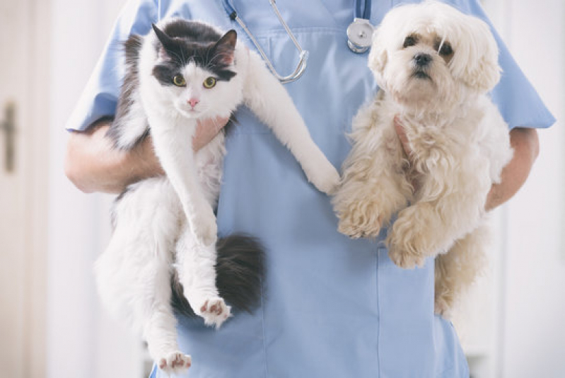 Exames em Gatos Água Branca - Exame de Sangue em Cachorro