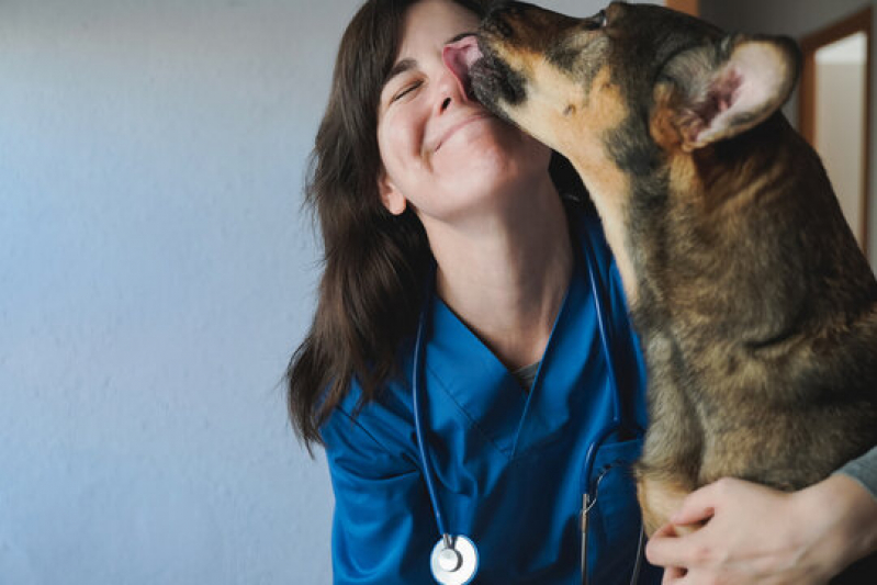 Exames Laboratoriais Veterinários Agendar Parque Rebouças - Exames em Cachorros