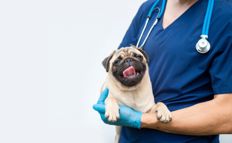 Exames Laboratoriais Veterinários Jardim São Silvestre - Exame de Sangue para Cachorro