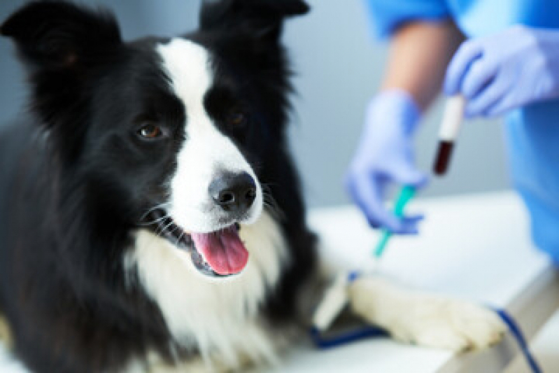 Exames Veterinarios Agendar Campos Elíseos - Exame de Sangue em Cachorro