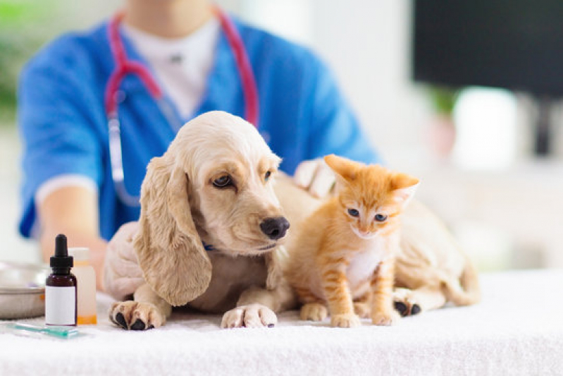 Gastroenterologia Veterinária Aclimação - Ortopedia para Animais