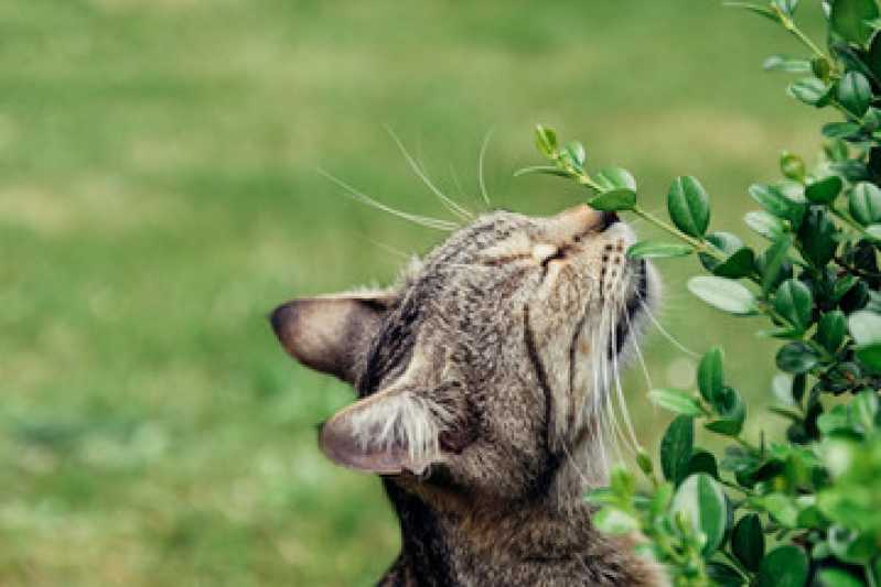 Homeopatia para Alergia a Gatos Jardim das Bandeiras - Homeopatia para Gatos